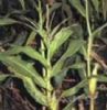 Corn Stigma P.E.